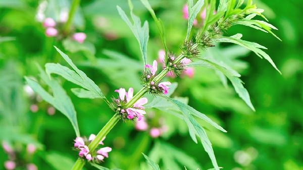 固元膏的食用方法    哪些不宜食用固元膏